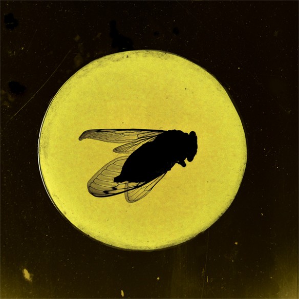 honeylocust-greatsouthernbrooding